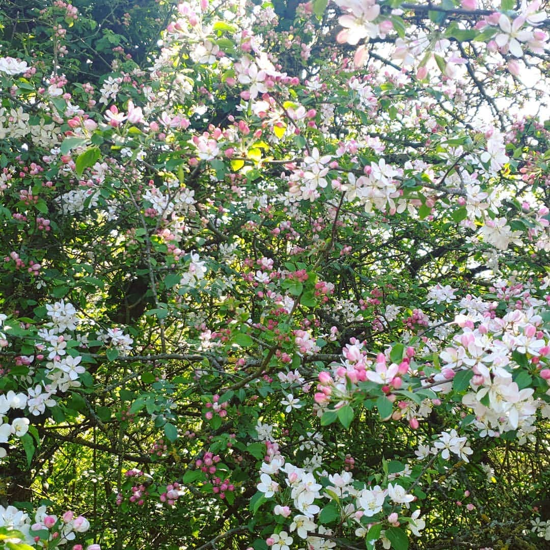 ジェニファー・ピンチズさんのインスタグラム写真 - (ジェニファー・ピンチズInstagram)「Spring has sprung!! 💗🌸 #dailywalk #blossom #goodfriday」4月11日 3時46分 - jennifer.pinches