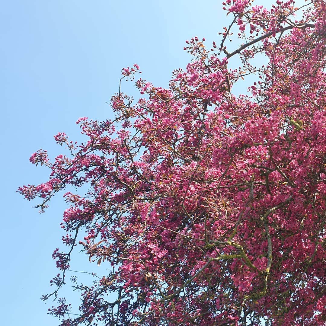 ジェニファー・ピンチズさんのインスタグラム写真 - (ジェニファー・ピンチズInstagram)「Spring has sprung!! 💗🌸 #dailywalk #blossom #goodfriday」4月11日 3時46分 - jennifer.pinches