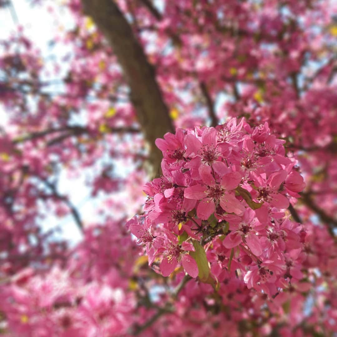 ジェニファー・ピンチズのインスタグラム：「Spring has sprung!! 💗🌸 #dailywalk #blossom #goodfriday」