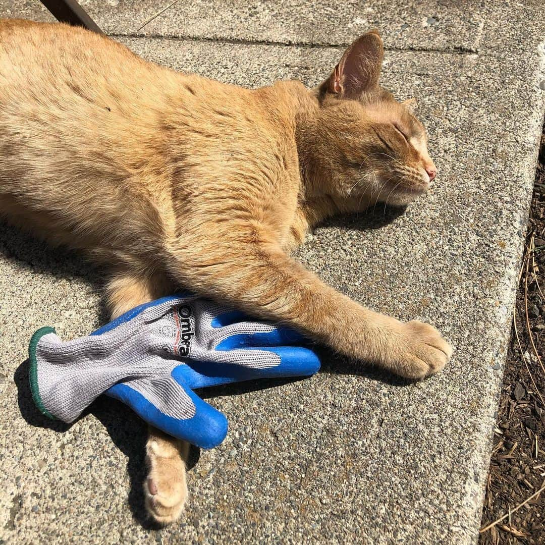 Snorri Sturlusonさんのインスタグラム写真 - (Snorri SturlusonInstagram)「STOLEN: night of 4/8, Omberra blue glove with green trim. It’s brand new. #snorrithecat #catburglar #kleptokitty」4月11日 3時52分 - snorrithecat