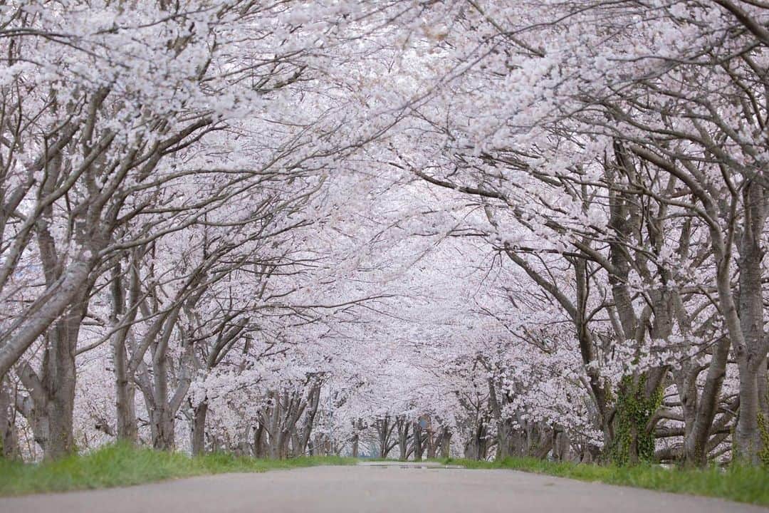 滋賀県長浜市さんのインスタグラム写真 - (滋賀県長浜市Instagram)「全世界を揺るがす災いの中でも、桜は今年も春の景色を見せてくれました。 来年はこの季節をみんな笑顔で迎えられますように。  date 2020.4.7 location 長浜市高月町柏原  #長浜ちょぴっく #みんなのちょぴっく #滋賀 #しがトコ #滋賀写真部 #60sistercityaan #はなまっぷ #東京カメラ部 #桜 #sakura #さくら #cherryblossom #風景 #landscape #naturephotography #花 #flower #桜並木 #高時川 #高時川桜並木 #japan #写真好きな人と繋がりたい #がんばろう」4月10日 19時27分 - nagahama_city