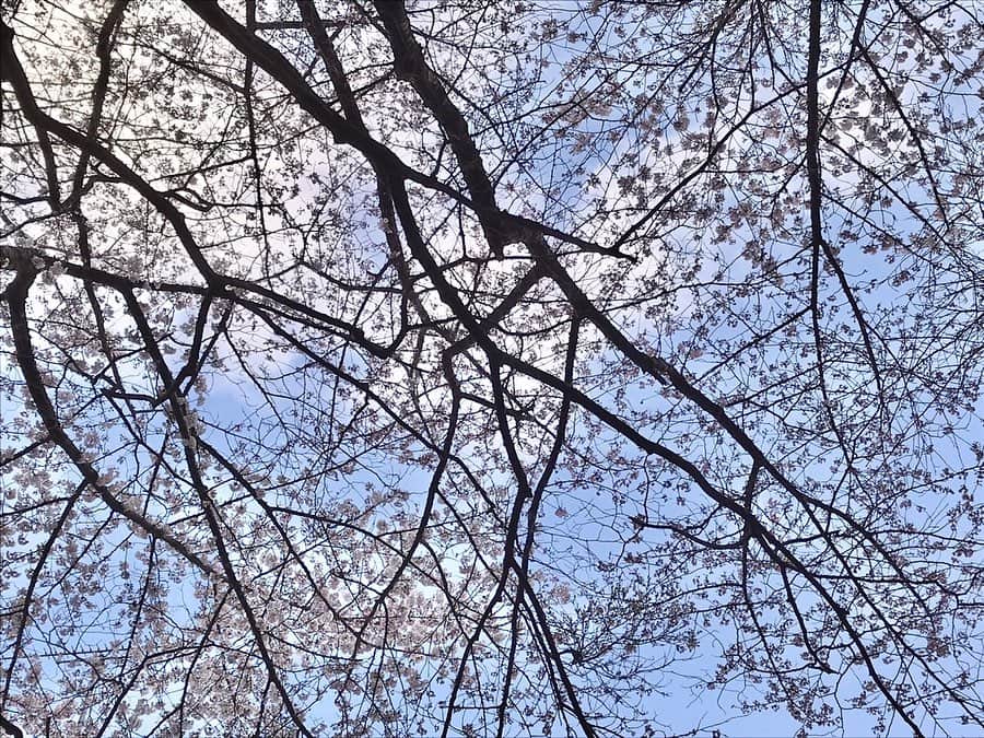 松浦彩さんのインスタグラム写真 - (松浦彩Instagram)「春をおすそ分け😌🌸 先日、お仕事で桜のある場所に行ってきました。 ⠀ 普段おおざっぱだからか、３密に除菌にあれこれ気を遣うと、それだけで疲れちゃうなあと感じますが…⠀ 自分と、接する相手と、お互いの大切な人たちを守るために、今できる精いっぱいを。 ⠀  みなさんいつもお仕事おつかれさまです🌼 ⠀ #sakura2020」4月10日 19時27分 - ayamatsuura.s