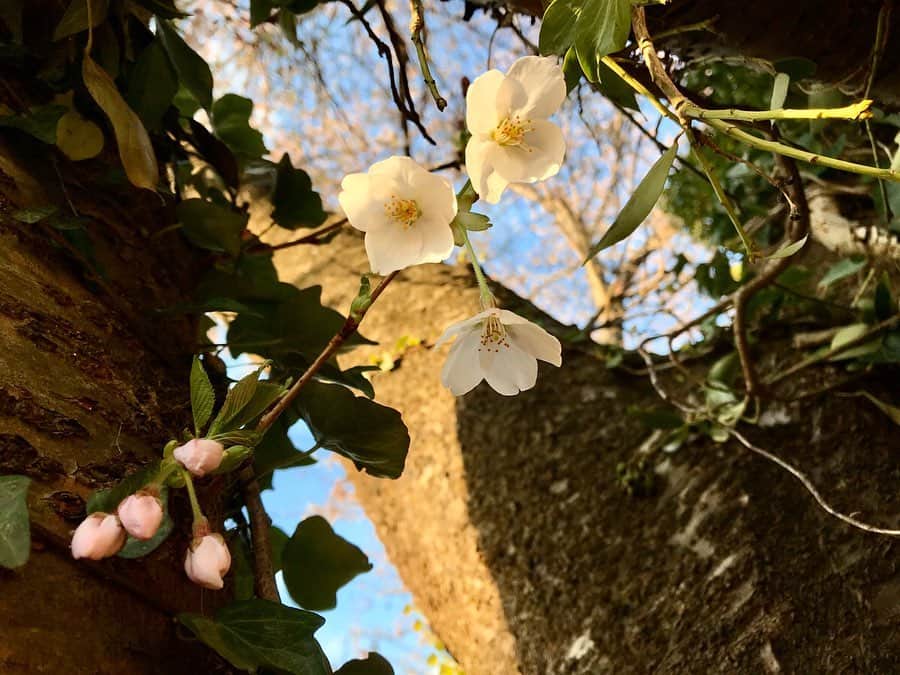 松浦彩さんのインスタグラム写真 - (松浦彩Instagram)「春をおすそ分け😌🌸 先日、お仕事で桜のある場所に行ってきました。 ⠀ 普段おおざっぱだからか、３密に除菌にあれこれ気を遣うと、それだけで疲れちゃうなあと感じますが…⠀ 自分と、接する相手と、お互いの大切な人たちを守るために、今できる精いっぱいを。 ⠀  みなさんいつもお仕事おつかれさまです🌼 ⠀ #sakura2020」4月10日 19時27分 - ayamatsuura.s