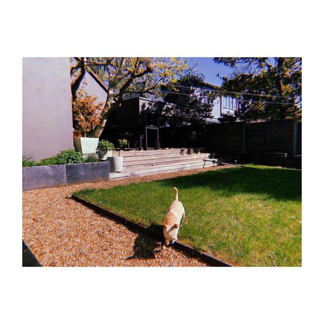 佐藤佳菜子さんのインスタグラム写真 - (佐藤佳菜子Instagram)「かんかん照りの庭で サンベッドを出して 日向ぼっこ。  ここのところ、 ロンドンはとても天気がいい。  夫は 趣味の草むしり。  俺の砂利の上に 草があるのが許せない というのが理由だ。  俺の砂利とか言い出して まったく変わってるとしか いいようがない。  ブタは たまにトコトコやってきては ホクホクになって 家に戻る。  外出禁止中に気づいたのは インドア派のわたしには なかなか とても向いている。  まったく 困らないとは言えないけれど まったく ストレスはない。  探そうと思えば 家でできることが たくさんあった。  こうしてるうちに はやくみんなが 退院できますように。  #イギリスの首相がんばれ　#みんながんばれ」4月10日 19時58分 - kanakosato1019