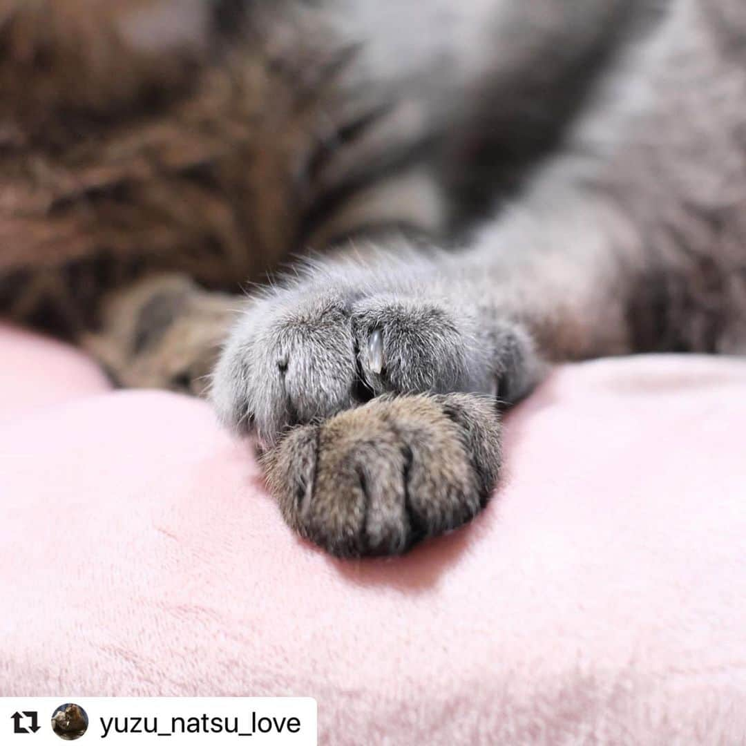 ねこさんのインスタグラム写真 - (ねこInstagram)「手と手を取り合う💓 みんなで協力して、1日でも早く日常が戻ってきますように🙏🏼✨ @yuzu_natsu_love さん、素敵なショット、リポストさせて頂きましたっ🙇‍♂️💕💓❤️ #Repost @yuzu_natsu_love with @make_repost ・・・ 重なる手♡ #にゃんすたぐらむ  #フェリシモ猫部  #関西ねこ部  #ねこのいる生活  #ねこ好きさんと繋がりたい #仲良し兄妹ねこ  #cat  #catstagram  #sippo  #朝ワンコ夕ニャンコ  #ねこちゃんホンポ #nekoclub  #ペットリハウス #nyancon01 #wpe2020フォトグランプリ #うちのペットフォトコン2020 #ぽかぽか #かわいくたべなめ #祝ニャンとも #アイリスプラザ  #うちの子みてニャン #毎月22日はnyanconday #ビューティープロコンテスト  @beautypro_contest」4月10日 19時55分 - neko_magazine