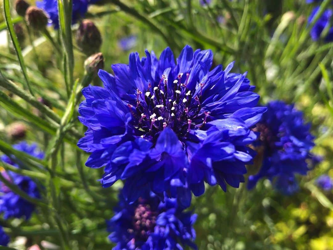中山美香さんのインスタグラム写真 - (中山美香Instagram)「2020.4.10 . . . #花 #flower #fleur #blue #bleu」4月10日 20時08分 - mika5nakayama