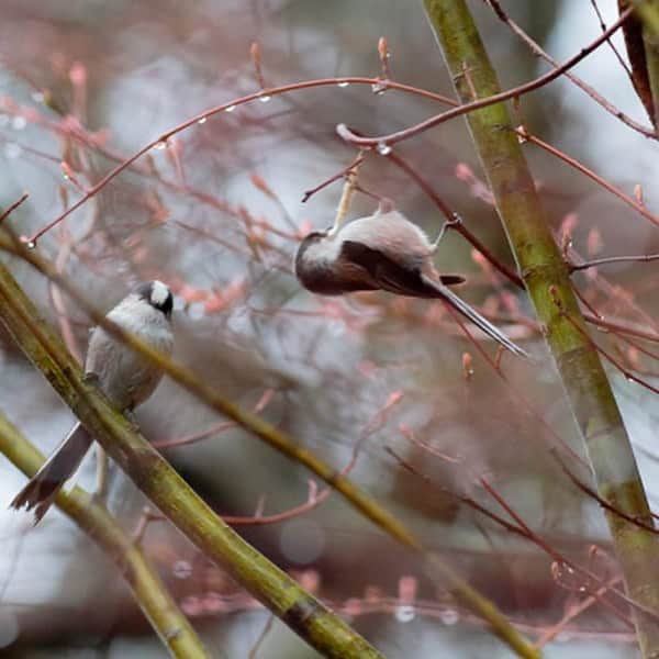 ほぼ日刊イトイ新聞さんのインスタグラム写真 - (ほぼ日刊イトイ新聞Instagram)「【かわいい「えなが」たち】 ちいさくて、まるくて、ふわふわしてて、つぶらな瞳。 エナガという小鳥です。 そのかわいさに夢中になってしまった松原卓二さんの 2012年の連載の写真をおすそ分け。 ストーリーで本編へのリンクもはっておきますね。 #ほぼ日刊イトイ新聞 #エナガのねぐら https://www.1101.com/enaga/2012-03-20.html photo #松原卓二 #おうち時間  #ほぼ日 #エナガ #小鳥 #かわいい #癒し  #ほぼ日のよみもの」4月10日 20時18分 - hobonichi1101