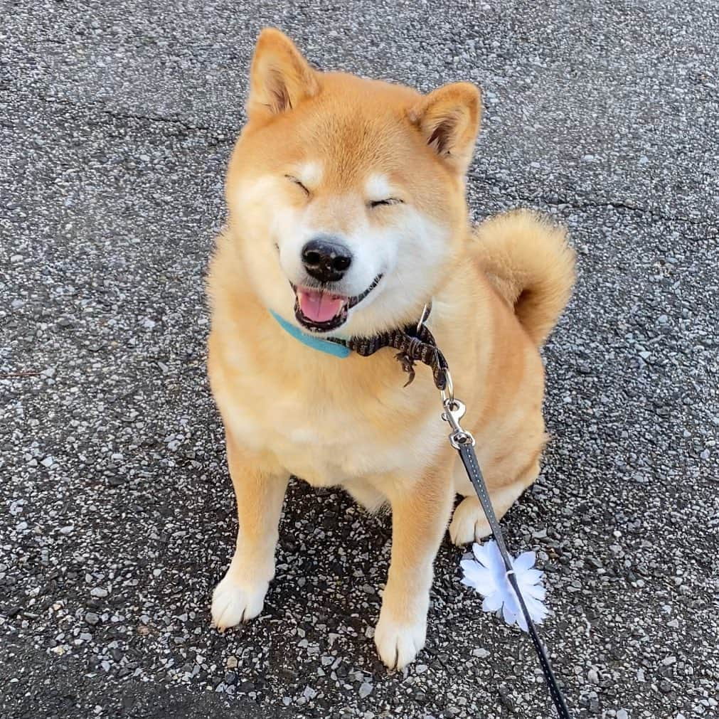 まる（まるたろう）さんのインスタグラム写真 - (まる（まるたろう）Instagram)「Have a nice weekend!✨🐶🙏✨今日のご飯はなんだろね〜パパ #あの肉だったらいいね #あれ凄かったなぁ #今月もあれがいいな #またお参り行こうかな🤔 #あれがよかったんだと思うの #毎日行こう」4月10日 20時25分 - marutaro