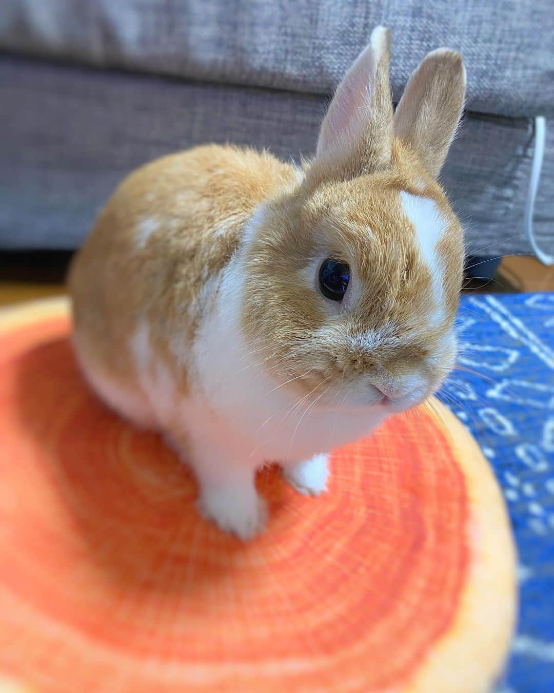 BUNNY?TUNA? さんのインスタグラム写真 - (BUNNY?TUNA? Instagram)「. 切り株クッション復活🌳 やっぱ好きだね〜切り株〜😚🐰 . #切り株#切り株クッション#切り株が似合う #ネザーランドドワーフ#ツナ#TUNA#うさぎ#ふわもこ部#うさぎ部#うさぎのしっぽ#ペット#netherlanddwarf#bunnystagram#rabbit#lapin#cutebunny#bunnylove#bunnies#pet#petgram#rabbitstagram#japan#kawaii#weeklyfluff#cutepetclub#instapets#instabunnies#animallovers」4月10日 20時35分 - bunny_tuna