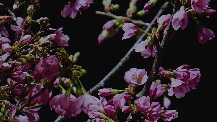 椎木俊介のインスタグラム：「We hope things will get back to normal soon. Be strong and keep believing!  #azumamakoto #shiinokishunsuke #amkk #amkk_project #jardinsdesfleurs #feelspring #sakura #cherryblossom #stayathome #staysafe #東信 #東信花樹研究所 #makotoazuma  #桜」