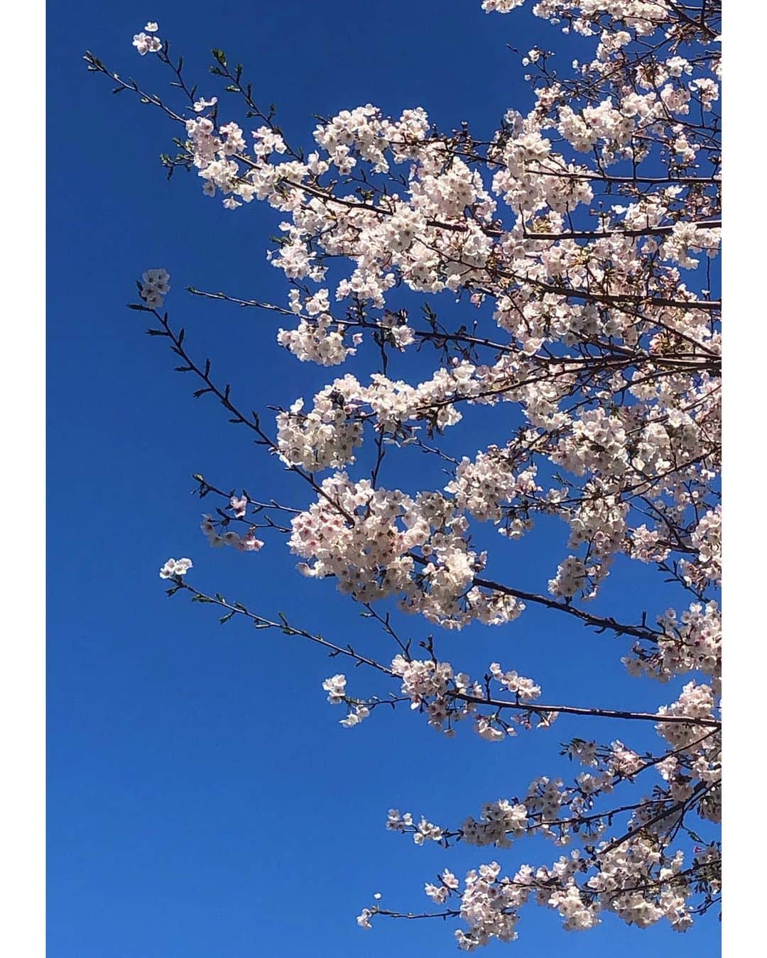 山田弥希寿さんのインスタグラム写真 - (山田弥希寿Instagram)「早くいつもの日常が戻りますように。 #stayhome」4月10日 20時55分 - mikitoshi_617