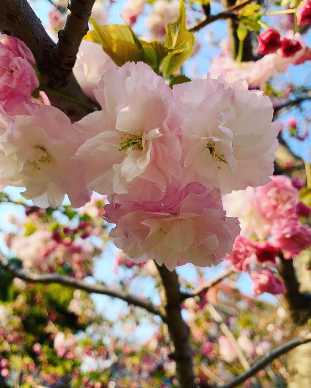 五月女ケイ子のインスタグラム：「近所の公園にすこしだけお散歩。里桜。今年はいつもより花が咲くのが早いですね。 ずっと会えないはるのお友達がマスクを手作りして送ってくれました。」