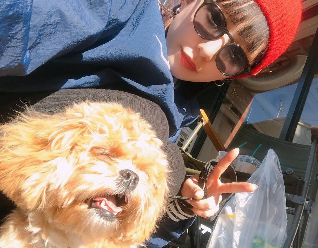 Manitasのインスタグラム：「コマちゃんのお散歩でひなたぼっこ〜。 きもちぃ〜あぱぁ〜の顔🐶🌤 お天気よいことだけが救いだね。 #犬のいる暮らし #ペキプー #こんな平和な写真だけどこの後鼻血出そうなくらい顔面に思いっきり頭つきされて激萎えしました #今日もいい日でした」