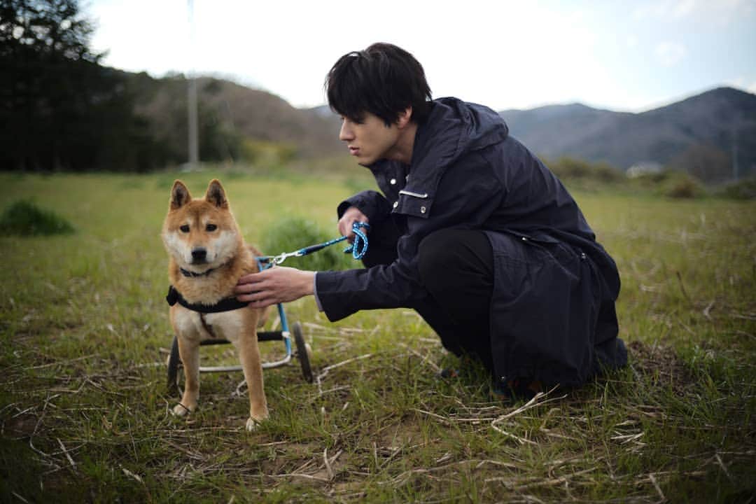 のインスタグラム：「明日は #志村どうぶつ園 です 志村さんにお会いできなくて 本当に残念です 小さい頃からずーっと 笑わせてもらった  保護犬のわんこたちと楽しく過ごしました 近づくだけで怯えてしまう子もいました  自分に何が出来るだろうと 志村さんみたいに わんこたちに明るく話しかけました  こんなにも 新しい飼い主さんたちを 待っているわんこたちが いるなんて  中には 人間に傷つけられた子もいました  みんな平等だろうが  命だぞ  と思いました  だからこそ めいいっぱい 心を開きました  少しでも こういう子達がいるんだと 知ってもらいたい  #命は平等だ  #保護犬」