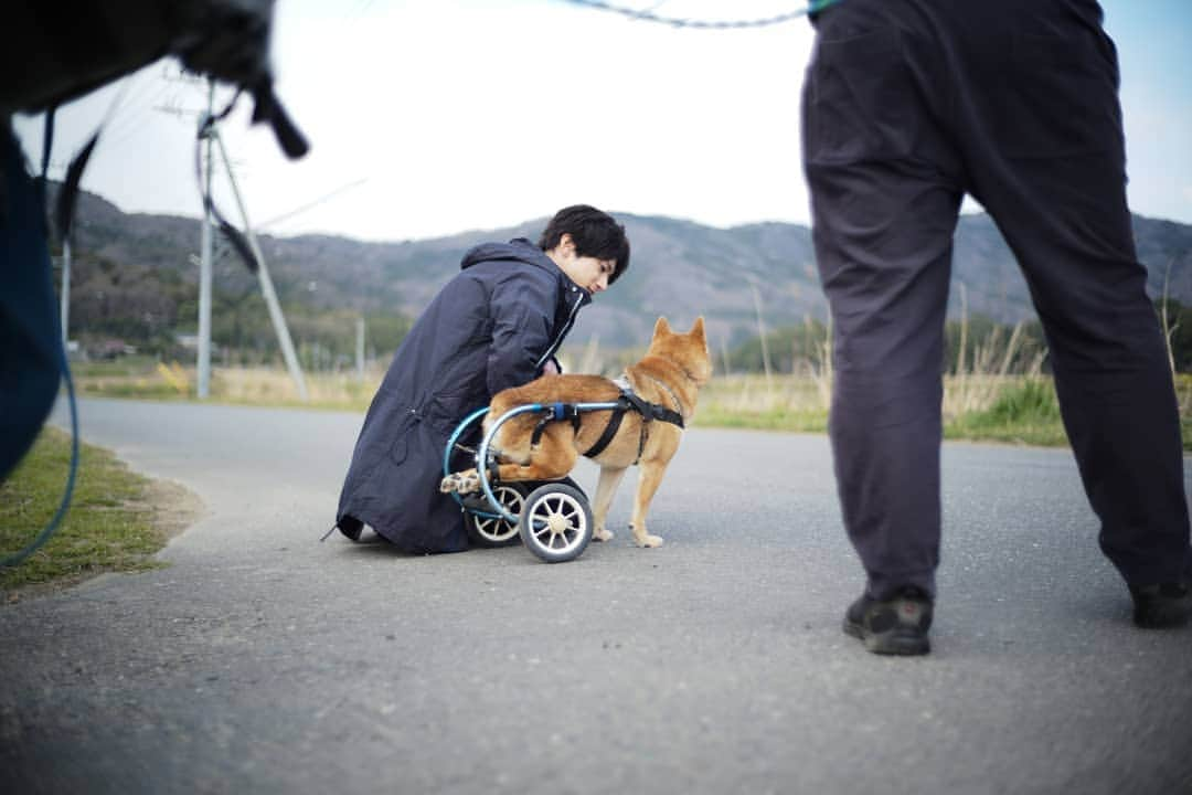 山田裕貴さんのインスタグラム写真 - (山田裕貴Instagram)「明日は #志村どうぶつ園 です 志村さんにお会いできなくて 本当に残念です 小さい頃からずーっと 笑わせてもらった  保護犬のわんこたちと楽しく過ごしました 近づくだけで怯えてしまう子もいました  自分に何が出来るだろうと 志村さんみたいに わんこたちに明るく話しかけました  こんなにも 新しい飼い主さんたちを 待っているわんこたちが いるなんて  中には 人間に傷つけられた子もいました  みんな平等だろうが  命だぞ  と思いました  だからこそ めいいっぱい 心を開きました  少しでも こういう子達がいるんだと 知ってもらいたい  #命は平等だ  #保護犬」4月10日 21時15分 - 00_yuki_y