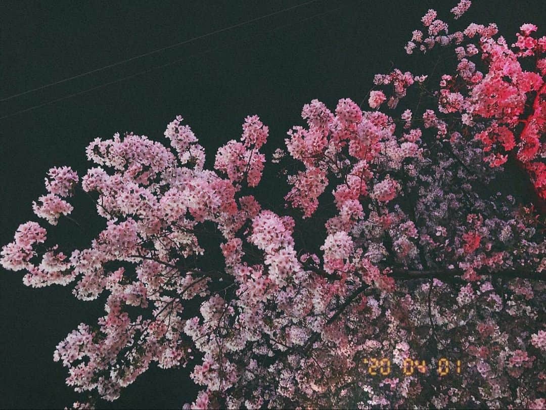 のインスタグラム：「🌸 ˢᵖʳⁱⁿᵍ ʰᵃˢ ᶜᵒᵐᵉ.☺︎ . . . #夜桜も素敵ね☺︎ #Tokyo#Japan#Violinist#Artist#Traveler#music#love#happy#musicianslife#life#girl#night#cherryblossom#beautiful#pretty相知明日香#旅するヴァイオリニスト#旅#旅行#東京#日本#ヴァイオリン#ヴァイオリニスト#綺麗#夜桜#春」