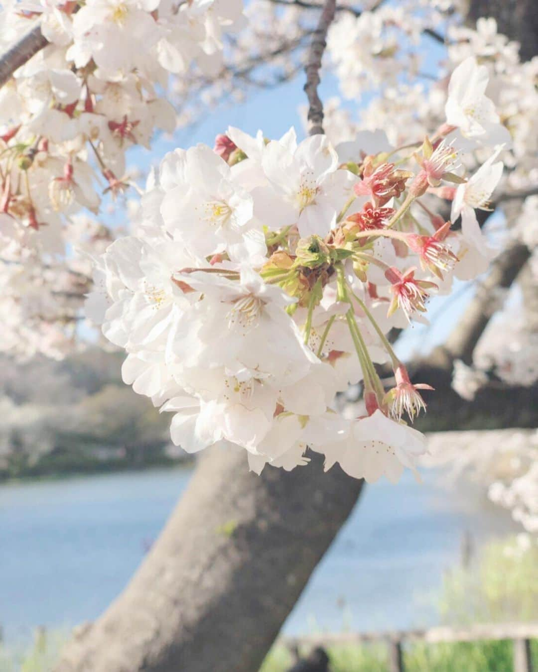 七海美紗さんのインスタグラム写真 - (七海美紗Instagram)「過去pic  最近でかけられないから1年前お花見行った時のやつあげとく🌸  この日風強すぎて髪ボサボサなの許して🙏 ・ ・ #七海美紗  #ななみみさ #ななみみ #アイドル #過去pic  #中2 #中2女子  #中3 #中3女子  #春 #ピンク #ぴんく #pink #桜 #さくら  #お花見  #お花見したい  #花 #ピンク好きな人と繋がりたい  #ポニーテール  #ワンピース #花柄ワンピース  #花柄ワンピ  #tiktok  #ティックトック  #犬 #チワワ #愛犬  #色白」4月10日 21時50分 - misa___733