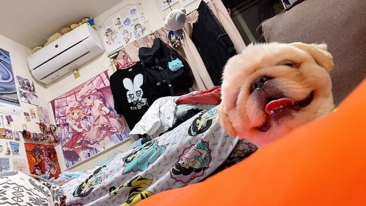 来栖うさこさんのインスタグラム写真 - (来栖うさこInstagram)「🐶 ある日の、うさこの視界です。 . ちゃちゃまるは ペキニーズ✖︎マルチーズのMIXです！ . . . . #来栖うさこ  #齧り付きたいお尻 #愛媛県産グラドル #グラドル #グラビア #グラビアアイドル #ショートカット女子 #ショートヘア #お尻 #model #cosplayer #gravureidol #japan #tokyo #asiangirls #sexy #ペキニーズ #ペキマル #マルチーズ #dog #犬」4月10日 22時16分 - kurusu_usako