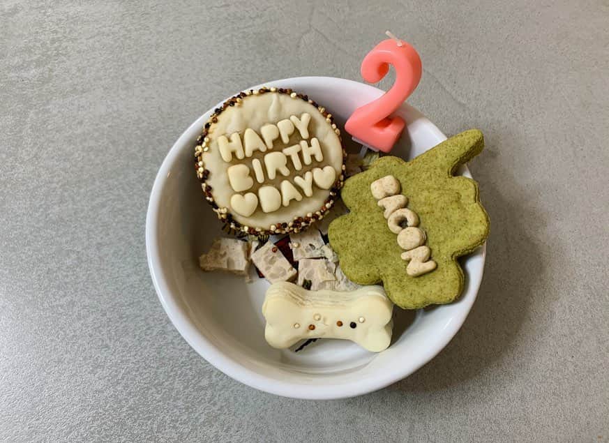 潮田あかりさんのインスタグラム写真 - (潮田あかりInstagram)「4月10日ベーコンお誕生日おめでとう🐕🥓❤️ ことしもベーコンが大好きな @suui_petplate のテリーヌとクッキーでお祝い🤤🎂 しっぽがはやく食べたいって言ってるね🥺🥺 #ベーーーコン」4月10日 22時19分 - ushi_ppp