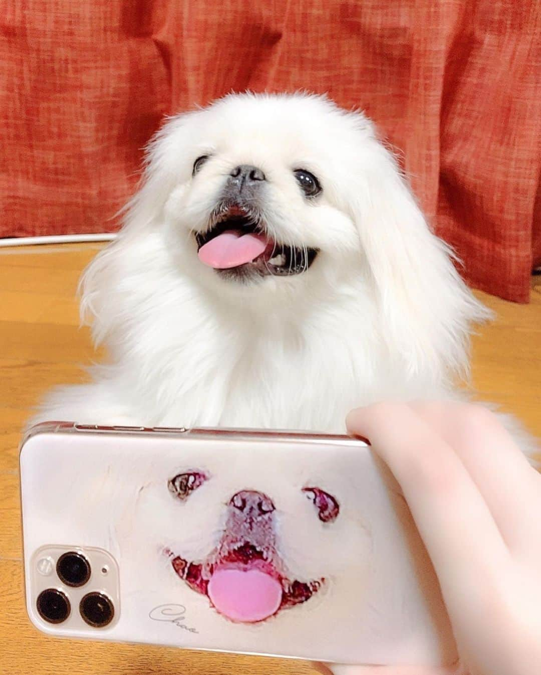 山吹りょうさんのインスタグラム写真 - (山吹りょうInstagram)「#スマホケース #iPhoneケース #iphonecase #愛犬 #赵 #ペキスタグラム #ペキスタ #ペキニーズ #Pekinese #ペキニーズ白 #ぺきにーず #dog #狗 #Pekingese #pekinstagram #pekinise #北京犬 #京巴犬  #ペキニーズ部 #鼻ぺちゃ #いぬすたぐらむ #ペキニーズ大好き #犬のいる暮らし #犬 #イヌスタグラム #鼻ぺちゃ部 #犬のいる生活#京巴 #京巴狗 #페키니즈」4月10日 22時29分 - ry01204