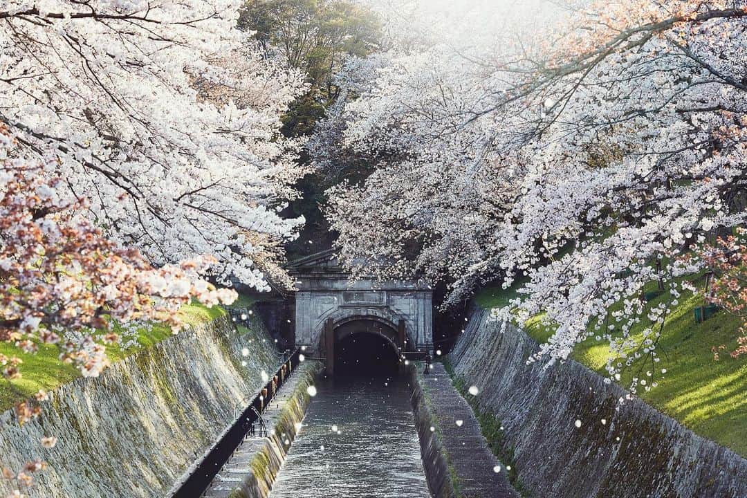 Najiiのインスタグラム：「Bloom - - - #instagramjapan #canonglobal #teamcanon #tokyocameraclub #東京カメラ部 #mycanon #canonasia #spring #photo_shorttrip #lovers_nippon #pics_jp #visitjapanjp #unknownjapan #bloom #sakura #桜 #サクラ#eos #my_eos_photo  #japan #滋賀 #shiga #滋賀県」