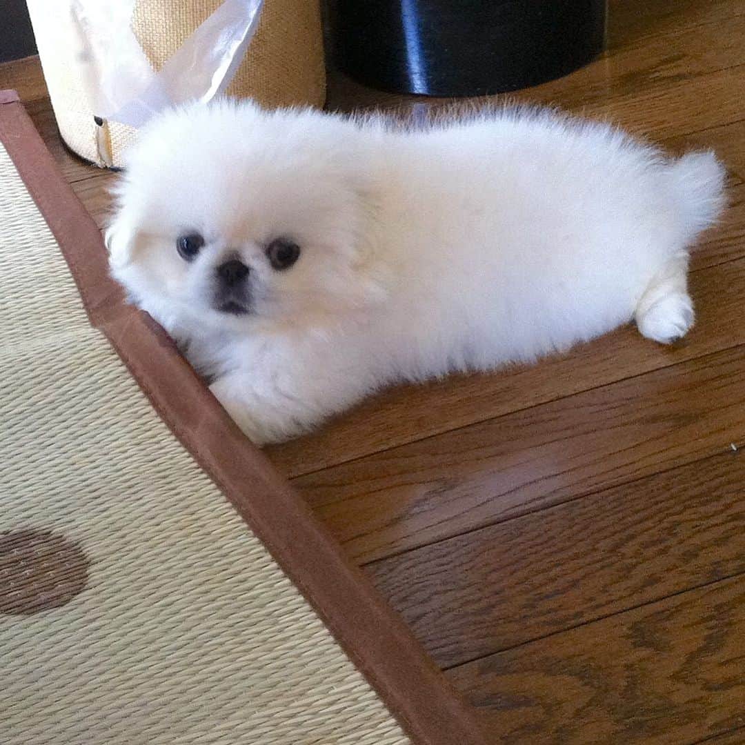 こなつのインスタグラム：「こなつのアザラシ時代👶💓🥺💓 9 year's ago🐣🍼」