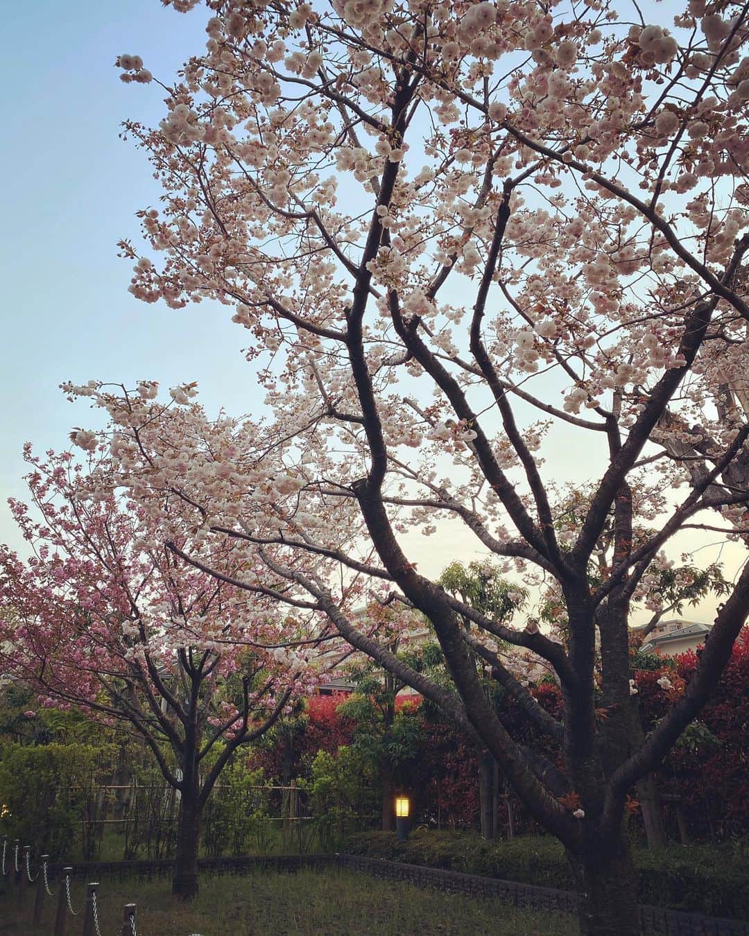 村瀬健さんのインスタグラム写真 - (村瀬健Instagram)「春はまた来る。きっと。」4月10日 22時37分 - kenmurase