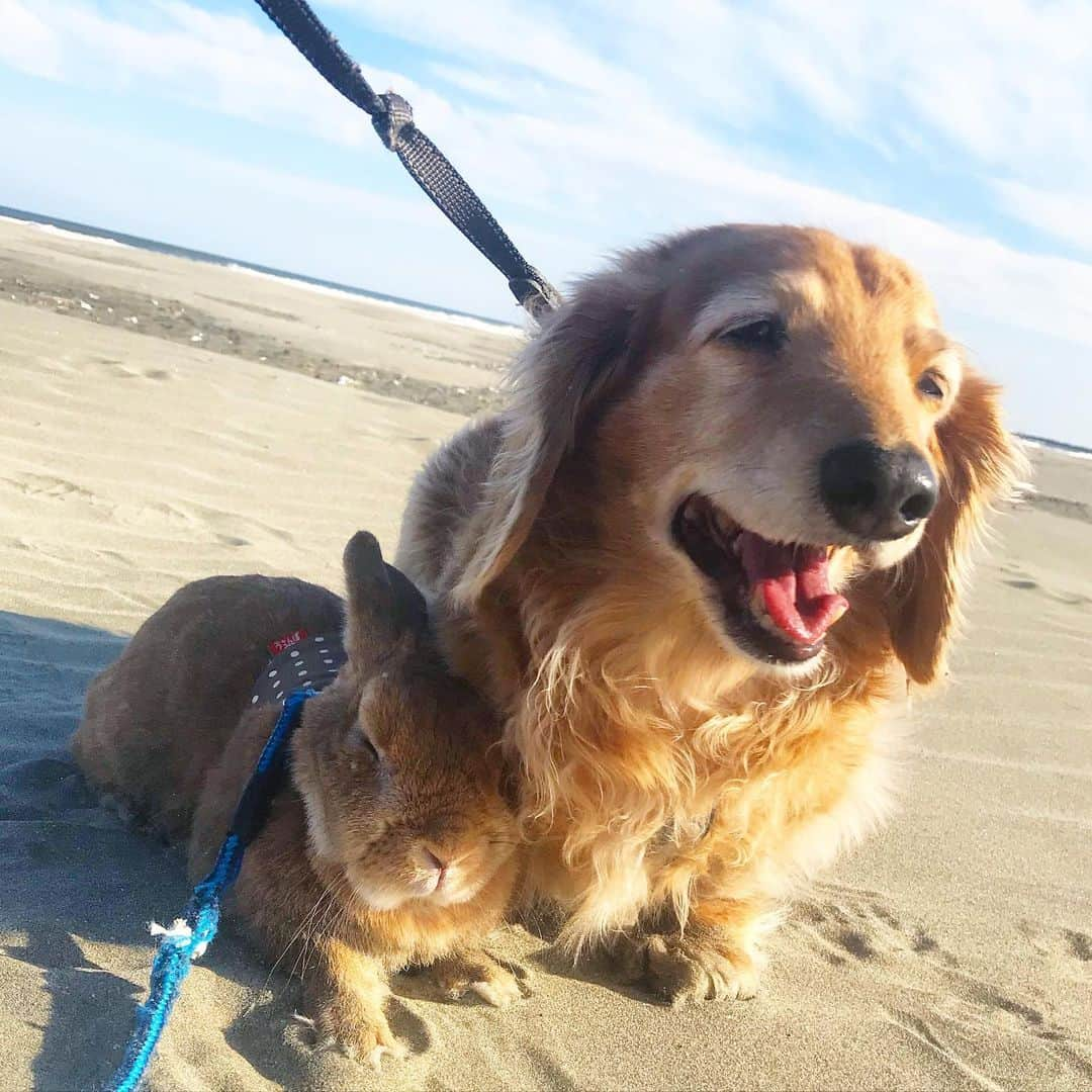 Chieko Shibutaさんのインスタグラム写真 - (Chieko ShibutaInstagram)「たろー🐶&うじゃこ🐰 地方☀️ さんぽ🌊 だ〜れもいない海🏖♬♪♬♪ たろー🐶　走るよ！ 青春🏃‍♂️💨🐰✨ 💕✨🐶🍀🐰✨💕 💕 #わんこの散歩 #dachshund #dachshunds #dachshundlove #dog #dogs #doglove #instadog #instagram #instagood #pet #pets #petsagram #cute #cutepe #cutepet #cutedog #cuteanimals #likes #smile #rabbit #ラビット #ミニュチュア #ミニュチュアダックス  #ミニュチュアダックスフント #うさぎ部 #うさぎ #ダックス #ダックスフンドロングヘアー#犬とうさぎ」4月10日 22時39分 - chieko.81