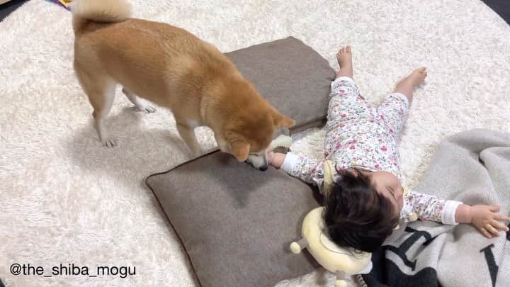 Moguのインスタグラム：「. 返してなの。 That's mine. #攻防戦 . @the_shiba_mogu  #柴犬 #shibainu #shiba#赤柴 #redshiba#犬 #dog#しばいぬ#nannydog#犬と子供#子供と犬#柴犬と子供#柴#赤ちゃんと犬#犬と赤ちゃん#柴犬と赤ちゃん#赤ちゃんと柴犬#柴犬のいる暮らし#子守犬」