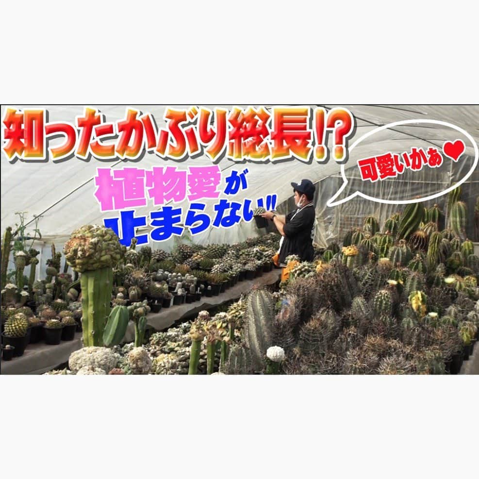 佐田正樹さんのインスタグラム写真 - (佐田正樹Instagram)「YouTube動画アップしました。 おうち時間に植物で癒しを‼︎ 見らんとくらさるーぜ!! #総長系YouTuber  #SATAbuilders #佐田正樹 #佐田 #作田 #つくるた #塊根植物 #コーデックス #coudex #サボテン #グランカクタス  チャンネルのいいねボタン、コメントよろしくお願いします！」4月10日 23時07分 - satakisama