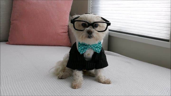 Toby LittleDudeのインスタグラム：「Self isolation doesn't mean wearing pajamas all day. Excited to dress up and watch @theweddingplanners_tv. Tune-in tonight @city_tv at 8/7c to celebrate puppy love! #TheWeddingPlanners」