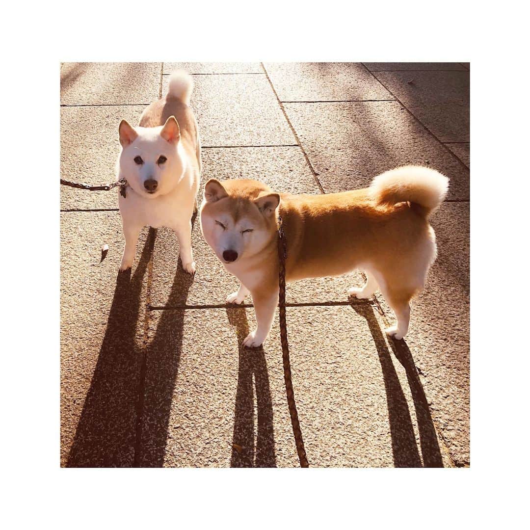 高垣麗子さんのインスタグラム写真 - (高垣麗子Instagram)「・ ・ ・ 相変わらず カメラ目線のさくら 目を瞑ってしまうぽてこ 太陽を浴びて深呼吸 ほんの少しの息抜き時間 普段とほぼ変わらない 人の多さに驚かされました... ・ ・ #shibainu  #柴犬」4月10日 23時43分 - reikotakagaki