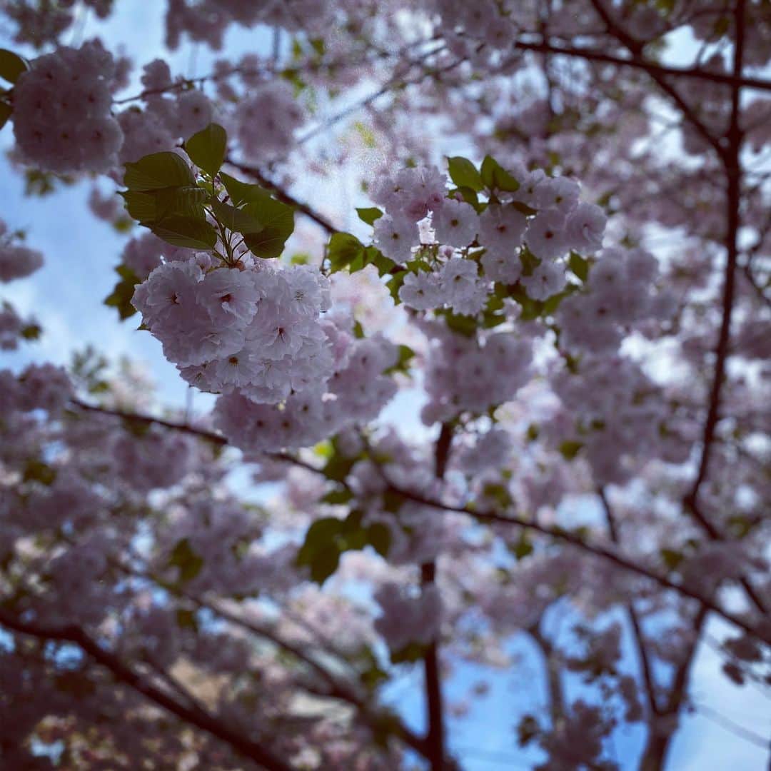 のインスタグラム：「リモートワークでお花見できず… たまに外出する時のサクラが貴重です🌸 ・ 私はインドア派ですが ここまで友人に会わないことが珍しいです… ・ でも、映画を観たり 料理を凝ってみたり それもなかなか貴重な時間です😌 最近はゲームにもハマってます（笑） ・ 皆さんは何をしてますか？？💫 ・ ・ #remotework #indoor」
