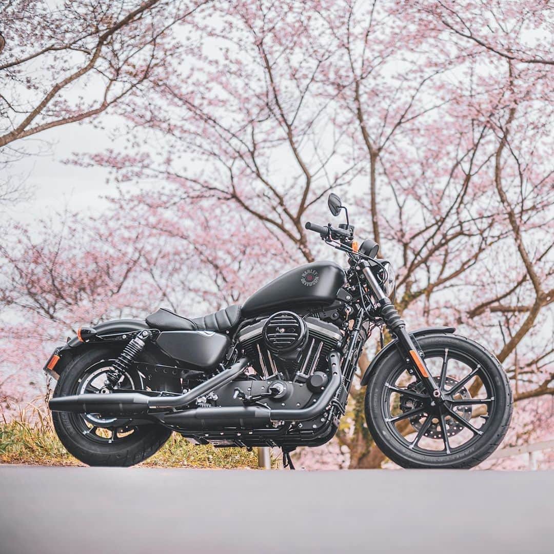 Harley-Davidson Japanさんのインスタグラム写真 - (Harley-Davidson JapanInstagram)「去り行く春を追いかけた日。#ハーレー #harley #ハーレーダビッドソン #harleydavidson #バイク #bike #オートバイ #motorcycle #アイアン883 #iron883 #xl883n #スポーツスター #sportster #桜 #cherryblossom #ツーリング #touring #情景 #scene #春 #spring #2020 #自由 #freedom」4月11日 0時40分 - harleydavidsonjapan