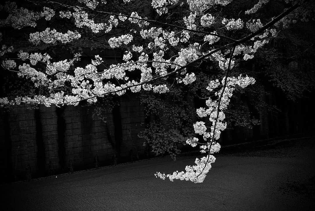 中澤希水さんのインスタグラム写真 - (中澤希水Instagram)「・ ・ 令和二年、桜、ありがとう ・ また来年ゆっくりと(^^) ・ #桜#花筏#目黒川#socialdistancing」4月11日 0時53分 - kisui_nakazawa
