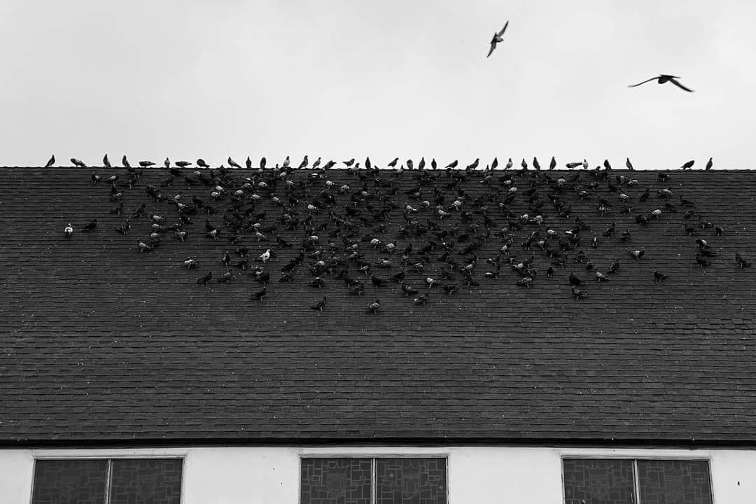 ジョシュ・スチュワートのインスタグラム：「pigeons.」