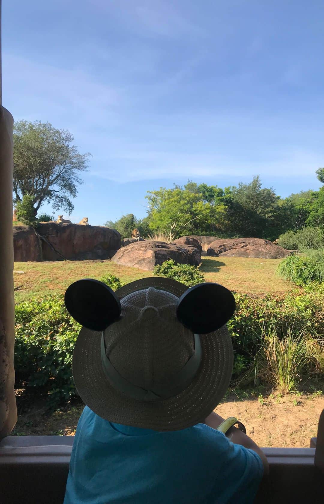 tiahy__のインスタグラム：「WDWに旅行に来て、1番心に残って、1番大好きになったアトラクションはこのキリマンジャロサファリです！！ taiaも大好きになりました！ WDWに行かれる方は絶対に乗ってほしいです！ 五感で大自然を体感できて、日本では絶対に味わうことができないアトラクションです。 機械化されていない、本当の大自然。 もう全てが圧巻で、終始胸が高鳴っていました！ 絶対にまた行こうねと決めています^^ . . .  #wdw#animalkingdom#kilimanjarosafaris#waltdisneyworld#disney#disneybaby#disneykids#disneyfamily」