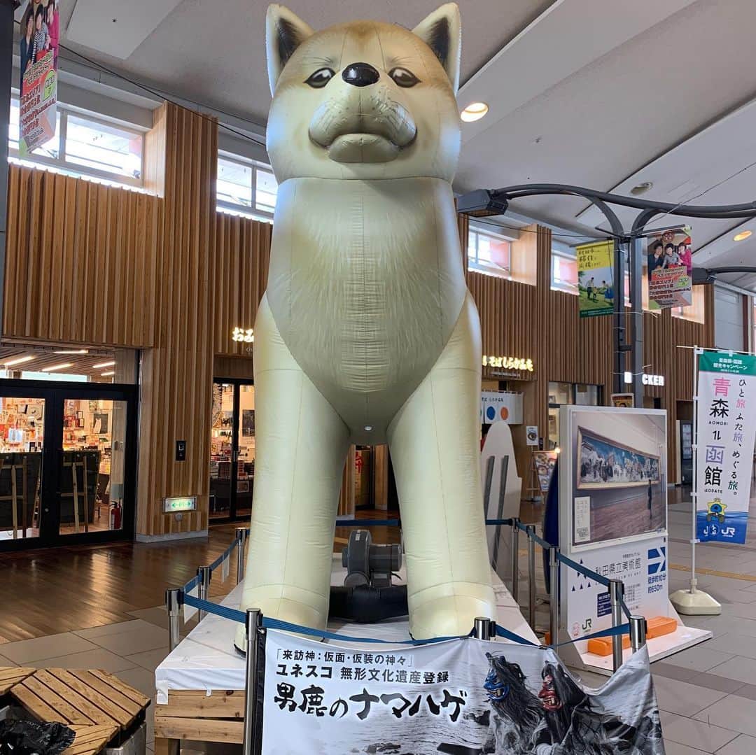 有吉弘行さんのインスタグラム写真 - (有吉弘行Instagram)「秋田犬最高！！」8月10日 20時23分 - ariyoshihiroiki