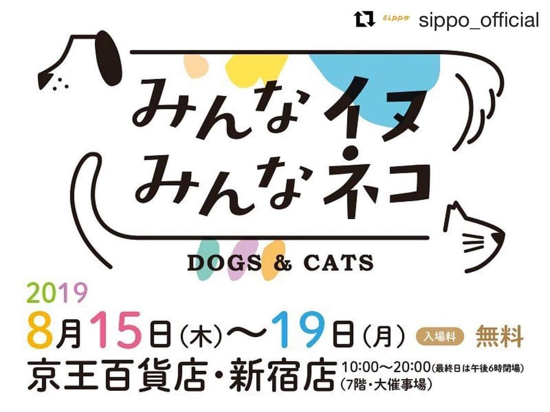 リプリー王子さんのインスタグラム写真 - (リプリー王子Instagram)「2019.08.10 #0810ripleyn @sippo_official * 8月15日〜19日 毎年恒例の 『みんなイヌ みんなネコ』が 京王百貨店新宿店にて開催されます！ 今年も新しいりぷちんパネルを展示して いただきます💕たぶんw たくさんの保護猫さん達が幸せになれますように！ 保護猫を迎えるという選択肢が、 もっと普通になりますように！ ぜひ観に行かれた方、りぷちんの写真 見せてください！ よろしくお願いします！ . **************************** . #Repost @sippo_official with @get_repost ・・・ 毎年恒例の大人気のチャリティーイベント「みんなイヌ、みんなネコ」を8月15日〜19日まで京王百貨店・新宿店で開催します✨「保護犬保護猫を普通の選択肢に」がコンセプト🐶😸今年も盛り沢山でございますっ👍 . ①保護犬保護猫の写真展📸松島花さん  @hana_matsushima_official や大日方久美子さん @kumi511976 を始めとするみなさんの愛猫愛犬を約100点展示。初の写真集も会場で先行発売します✨ . ②保護犬保護猫譲渡会🐶😸。国内最大級300匹以上！猫中心ですが、今回からワンちゃんも紹介します。 . ③人気マンガ「夜廻り猫展mini 」。作者の深谷かほるさんの実演作画会&サイン会もあります。 . ④浅田美代子さん @miyoko_asada トークショー。太田匡彦記者と対談します。 . ⑤ @gupitaro と @kumaokamako の楽しいお部屋「ぐっぴーくまくま部屋」 . ⑥近藤研二さん @kenjikond0 と山田稔明さん @toshiakiyamada のLIVE . ⑦ @cottoncatcollection さんの綿棒ワークショップ . ⑧ @maihimemoko や @neko.no.ie さんなどかわいい犬猫グッズ販売「みんなイヌみんなネコマーケット」。売上の一部を動物愛護団体に寄付します🎁 . などなど書ききれないくらい本当に充実した内容になりました。ぜひお越し下さい。詳しくはこちらの記事をご覧下さい。https://sippo.asahi.com/article/12551051  #sippo #sippo写真展に参加したい #保護犬 #保護猫 #夜廻り猫 #ぐっぴーくまくま部屋 #譲渡会」8月10日 20時29分 - ripleyn