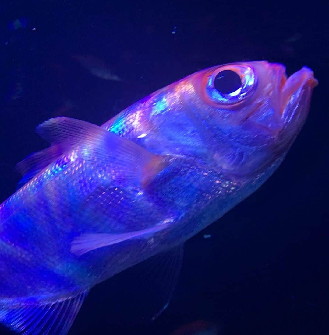 五月千和加さんのインスタグラム写真 - (五月千和加Instagram)「. 水族館🐠だいすき！ たくさんのお魚みられて楽しかったな♬ . #水族館 #サンシャイン #サンシャイン水族館 #アクアリウム #ワンピース #赤髪 #ポニーテール #ハーフアップ #池袋 #アバクロ #abercrombie #abercrombieandfitch #dress #redhair #aquarium #ponytail #tokyo #japan #fish #魚 #shark #サメ」8月10日 20時30分 - satsuki_senwaka