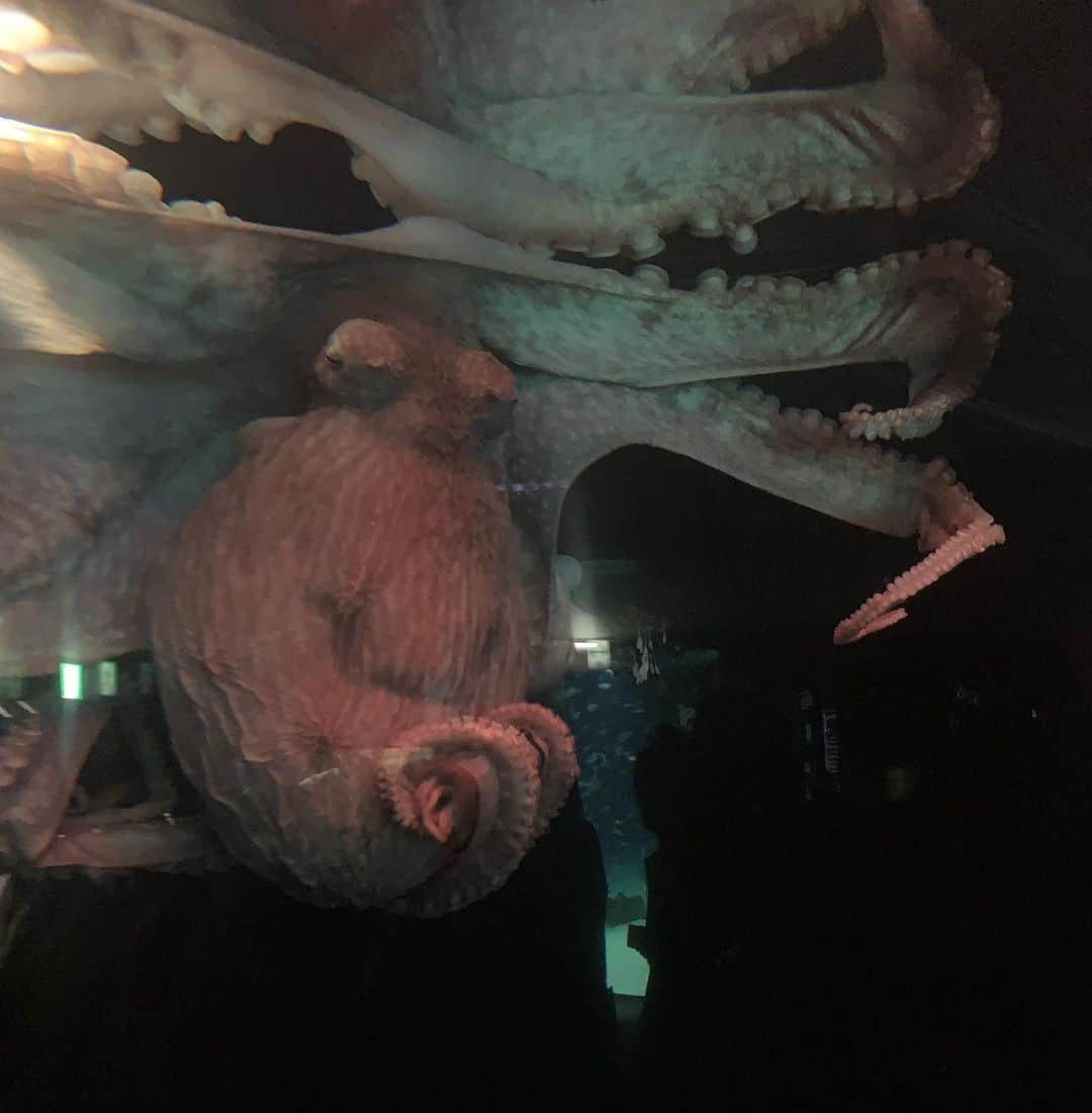 五月千和加さんのインスタグラム写真 - (五月千和加Instagram)「. 水族館🐠だいすき！ たくさんのお魚みられて楽しかったな♬ . #水族館 #サンシャイン #サンシャイン水族館 #アクアリウム #ワンピース #赤髪 #ポニーテール #ハーフアップ #池袋 #アバクロ #abercrombie #abercrombieandfitch #dress #redhair #aquarium #ponytail #tokyo #japan #fish #魚 #shark #サメ」8月10日 20時30分 - satsuki_senwaka