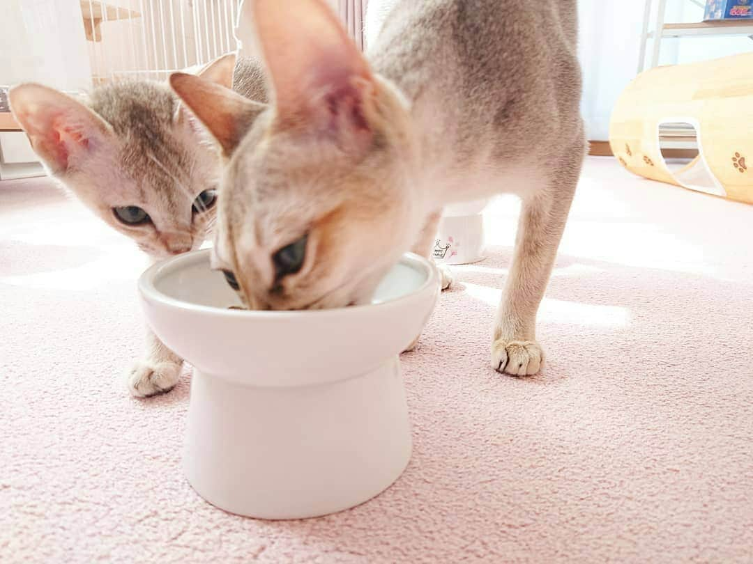 猫壱（ねこいち•ネコイチ）さんのインスタグラム写真 - (猫壱（ねこいち•ネコイチ）Instagram)「【Instagramに投稿して猫壱商品を貰っちゃおう✨】 ▫ 私にもわけて🐱💨 ▫ ▫ #って言ってるのかと思ったら #横取りしてたんだね😱 ︎ ▫ ▫ :::::::::#猫壱 ::::::: #猫壱キャンペーン 8月は#ハッピーダイニング  が対象です✨ 対象商品をお持ちの皆様、ぜひご応募くださいね❤ ▫ ▫ Instagramに登場した商品はプロフィールのリンクよりご覧いただけます🎶 気になる方は @necoichicojp からチェックしてくださいね❤ ▫ #脚付フードボウル #Repost from  @runamei12.05 thank-you💕💕💕💕」8月10日 20時34分 - necoichicojp