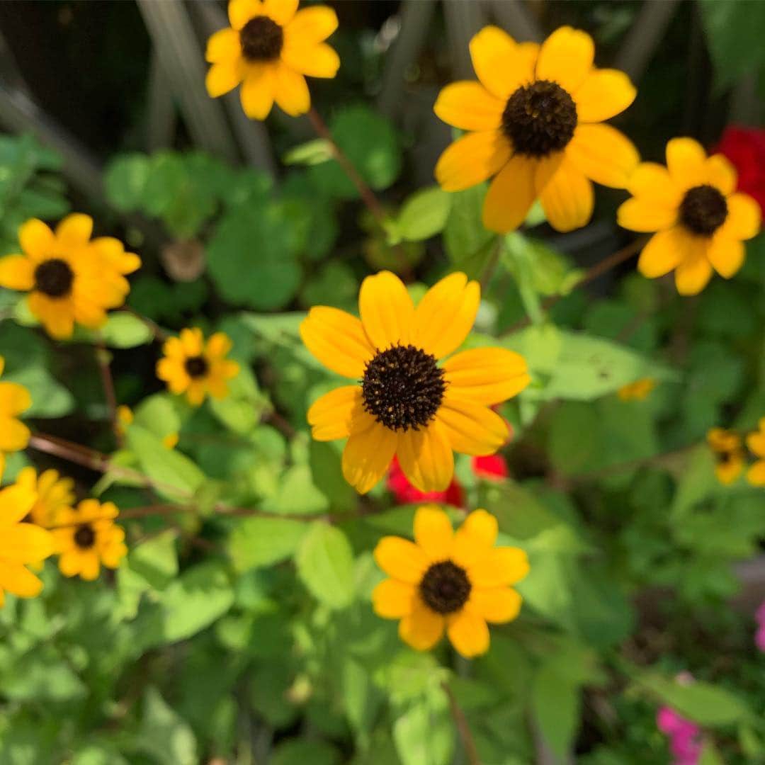 木部さんさんのインスタグラム写真 - (木部さんInstagram)「こちらのお花が気になる方がいらっしゃったので、アップします🌼 . . . . #黄色いお花 #花 #名前は知らない #可愛いお花 #夏っぽい花 #yellow #きいろ #yellowflowers🌼 #flowers #prettyflower #summerday」8月10日 21時16分 - kibe_dayo