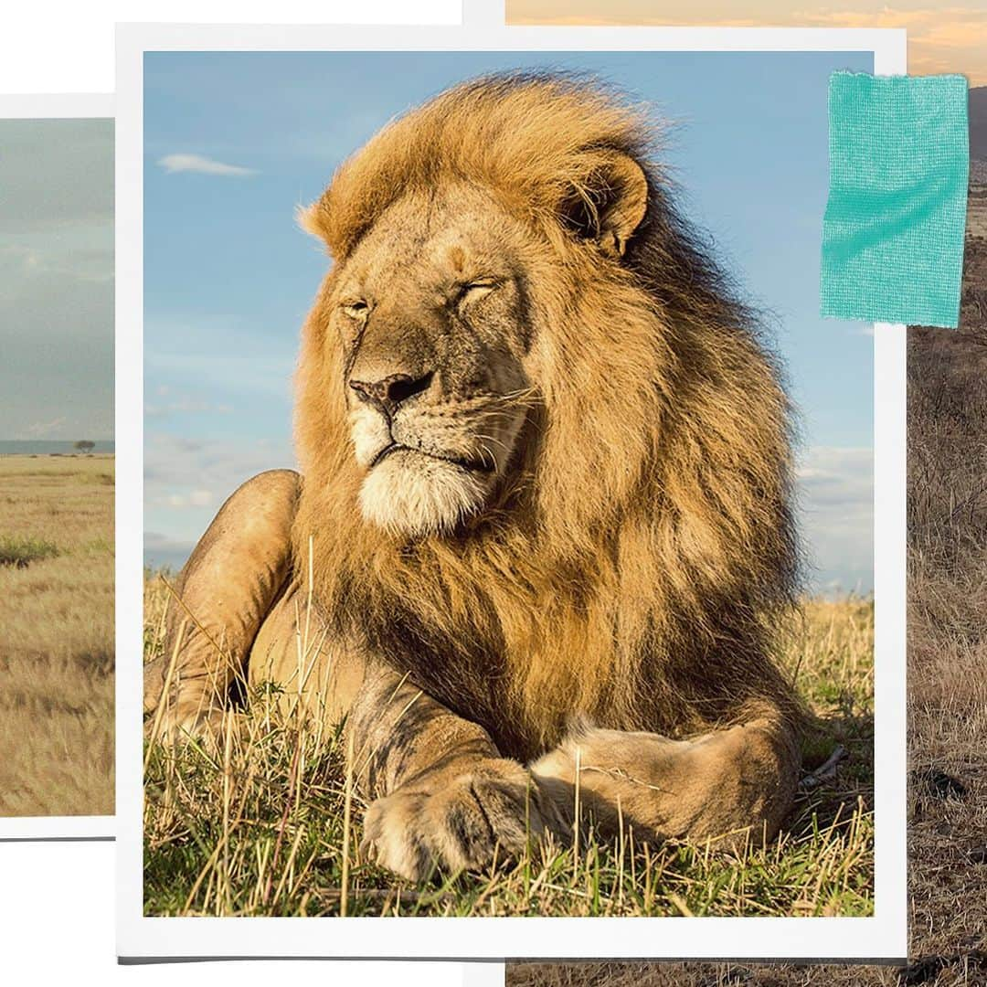 ティファニーさんのインスタグラム写真 - (ティファニーInstagram)「In honor of #WorldLionDay, we're giving you a reason to roar—introducing new #Lion designs from the #TiffanySaveTheWild collection. We are proud to donate 100% of the profits from the #TiffanySaveTheWild collection to the Wildlife Conservation Network (@wildnetorg) to help protect elephants, rhinos and lions. We have raised over USD $5 million—surpassing our donation commitment total pledge of USD $4 million by December 2019. Discover more and join our journey via the link in bio. #Tiffany #TiffanyAndCo — Photo: Steve Mandel」8月10日 21時14分 - tiffanyandco