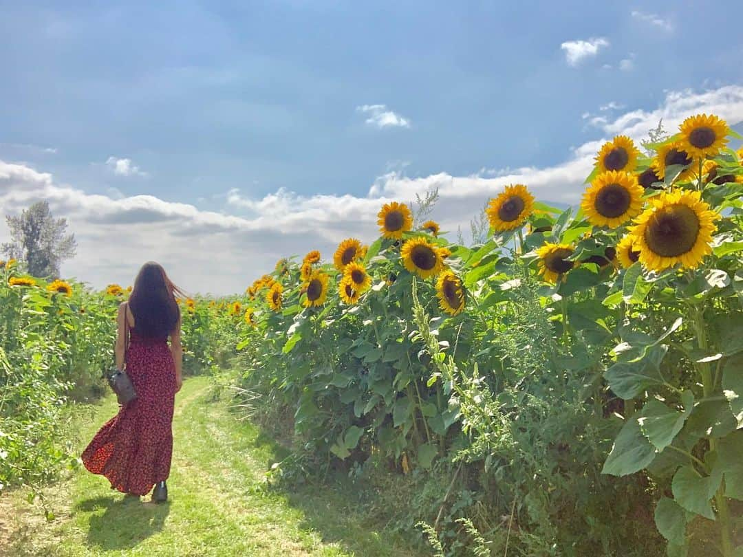 Kim Chiuさんのインスタグラム写真 - (Kim ChiuInstagram)「“Sunflower field is like a sky with a thousand suns.” 🌻☀️🌻☀️🌻 swipe left 👉🏻. . . was really amazed by this place!! grabe never imagined to see a field of sunflower ever in my life!!! ganto pala sila!!! its so big bright and sunny!!! nakaka happy!!!😊☀️🌻 #chiurista #ootdksyc」8月10日 21時15分 - chinitaprincess