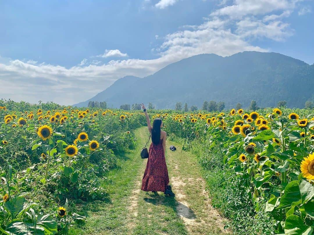 Kim Chiuさんのインスタグラム写真 - (Kim ChiuInstagram)「“Sunflower field is like a sky with a thousand suns.” 🌻☀️🌻☀️🌻 swipe left 👉🏻. . . was really amazed by this place!! grabe never imagined to see a field of sunflower ever in my life!!! ganto pala sila!!! its so big bright and sunny!!! nakaka happy!!!😊☀️🌻 #chiurista #ootdksyc」8月10日 21時15分 - chinitaprincess