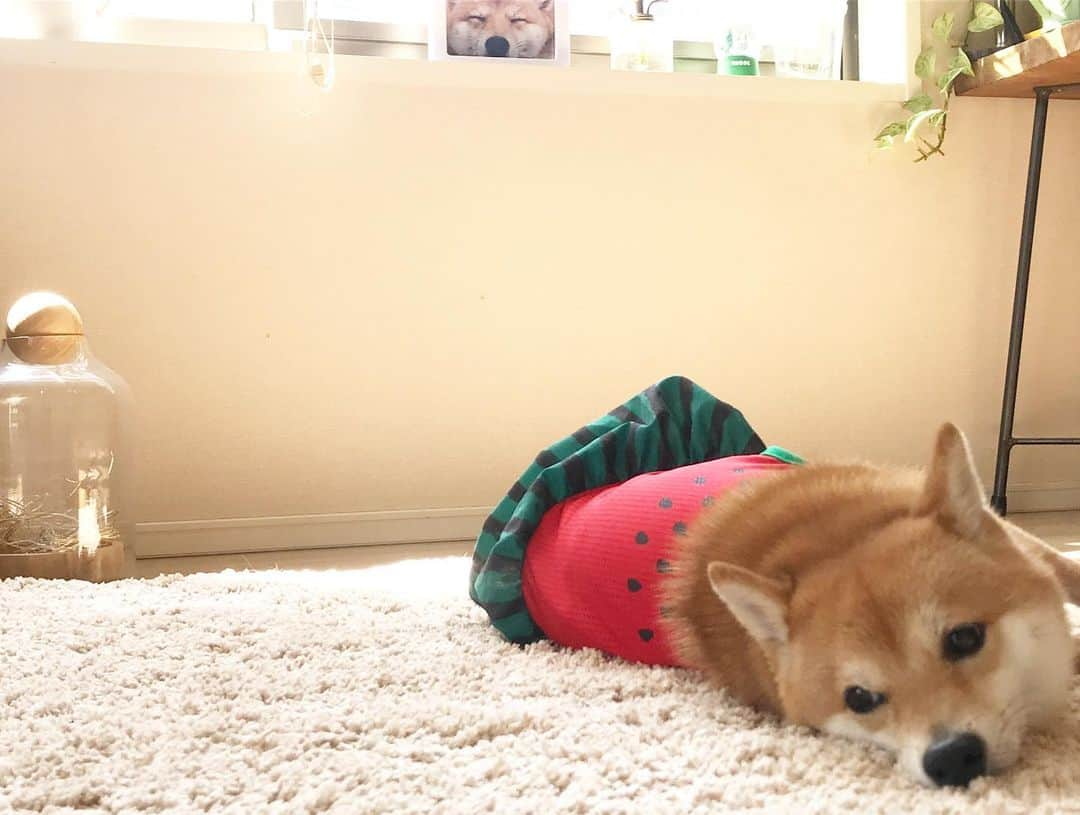 豆柴にこちゃんさんのインスタグラム写真 - (豆柴にこちゃんInstagram)「🐶 晩ご飯は、すだち素麺🎐 . にこは今日一日スイカになりきりました。 . #柴犬#豆柴#pecoいぬ部#犬#わんこ#犬#ここ柴部#shibainu#dog#mameshiba#pecotv#dog#いぬのきもち部#しばいぬ#しばけん#こいぬ#シバイヌ#いぬ#イヌ#赤柴#マメシバ#ペット#日本犬#子犬#puppy#doggo#pet#시바견#강아지#개」8月10日 21時38分 - nikochan.mame48