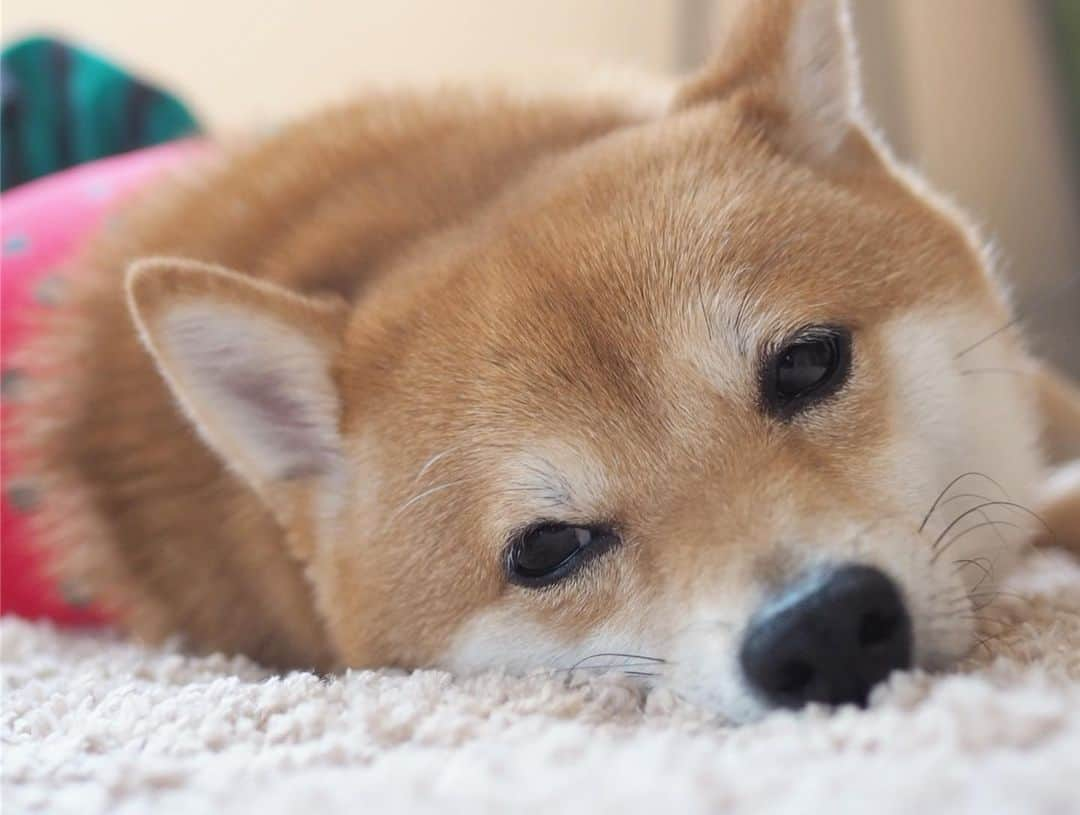 豆柴にこちゃんさんのインスタグラム写真 - (豆柴にこちゃんInstagram)「🐶 晩ご飯は、すだち素麺🎐 . にこは今日一日スイカになりきりました。 . #柴犬#豆柴#pecoいぬ部#犬#わんこ#犬#ここ柴部#shibainu#dog#mameshiba#pecotv#dog#いぬのきもち部#しばいぬ#しばけん#こいぬ#シバイヌ#いぬ#イヌ#赤柴#マメシバ#ペット#日本犬#子犬#puppy#doggo#pet#시바견#강아지#개」8月10日 21時38分 - nikochan.mame48