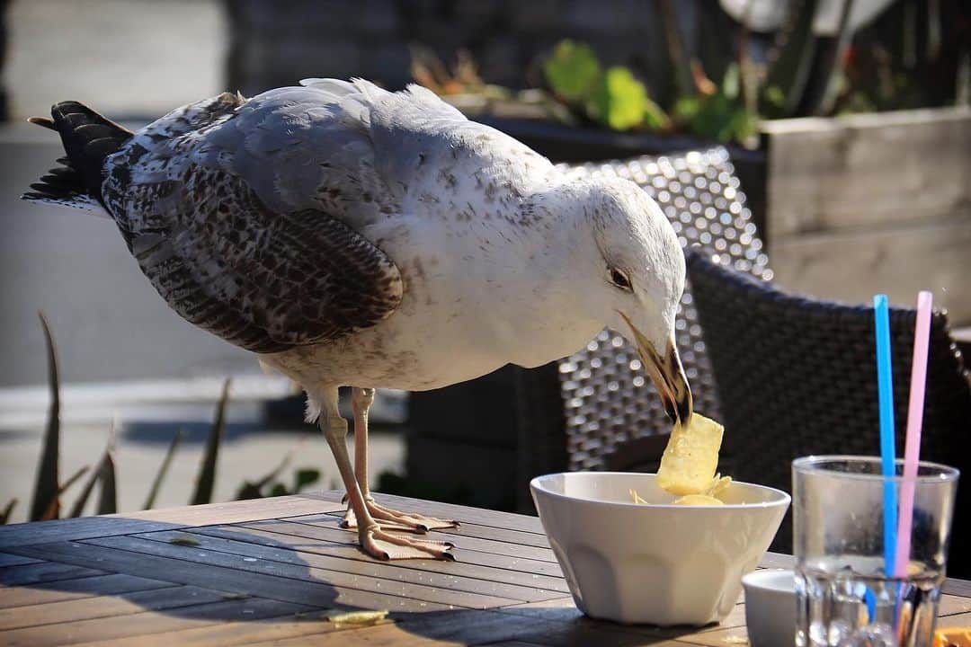 NBC Newsさんのインスタグラム写真 - (NBC NewsInstagram)「Scientists recently discovered there's a simple solution to deter seagulls from stealing food. Click the link in our bio to read more. . 📷 @gettyimages」8月10日 12時45分 - nbcnews