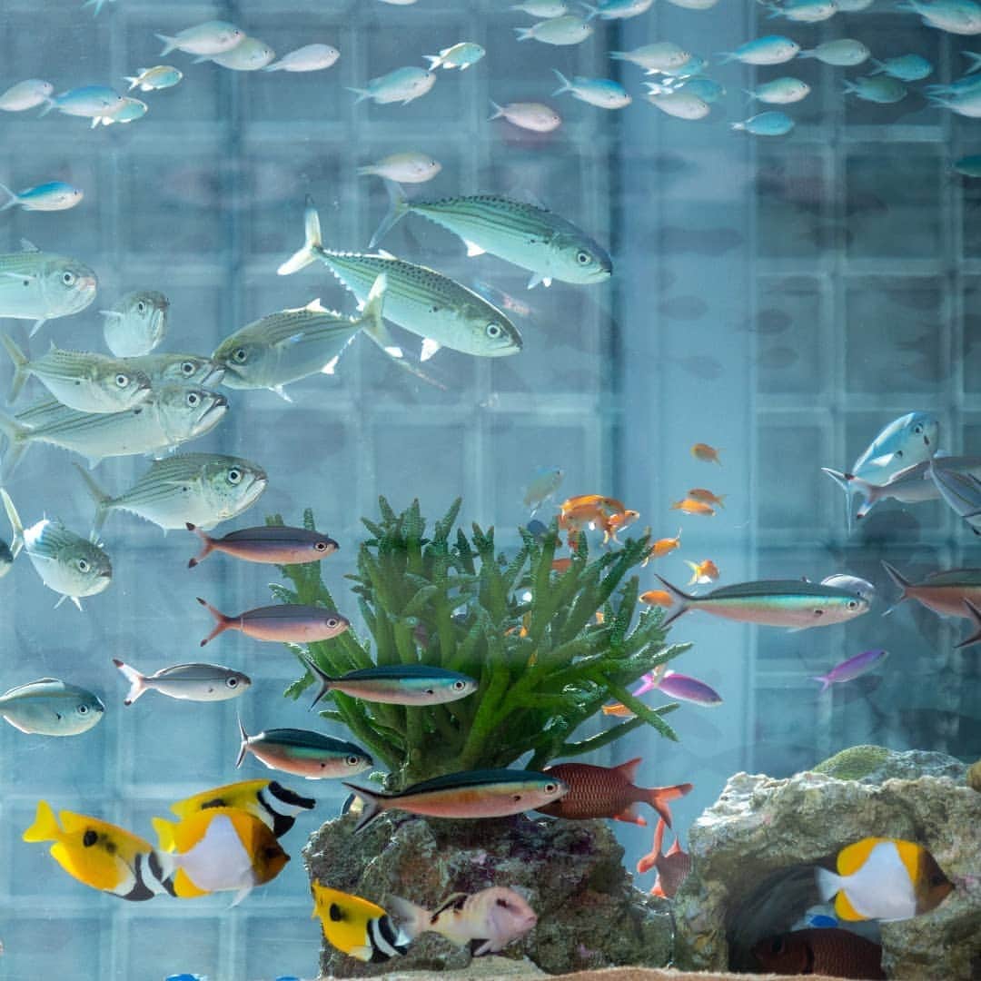 GINZA SONY PARK PROJECTさんのインスタグラム写真 - (GINZA SONY PARK PROJECTInstagram)「​水中が霞んで見えなくなるような大きな群れを作ることから和名が付けられた「カスミチョウチョウウオ」。 その可愛らしい姿とともに約1,000匹の色彩豊かな生きものたちが泳ぎ回る姿を見ることができる「Sony⁠ Aquarium 2019」は8/18(日)まで。ぜひお立ち寄りください。⁠ ⁠ ⁠ ■Sony Aquarium 2019⁠ ⁠会期：2019/8/18(日)まで⁠ ⁠⁠⁠⁠時間：10:00 - 22:00⁠ ⁠ ⁠#ginzasonypark ⁠#sonyaquarium2019 #銀座ソニーパーク #ソニーアクアリウム #aquarium #銀座 #ginza #カスミチョウチョウウオ⁠ ⁠」8月10日 13時15分 - ginzasonypark